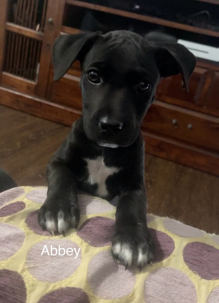 Abbey Abbey